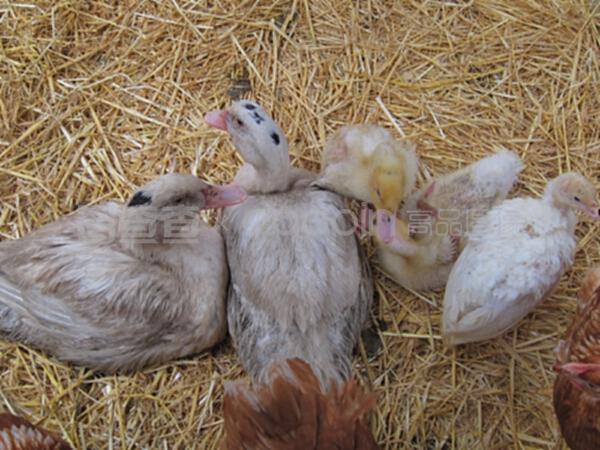 家禽与人类生活的密切关系