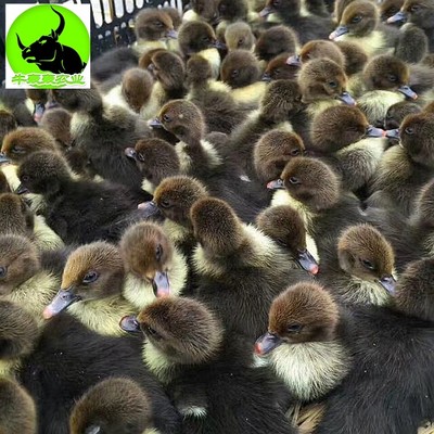 广西土鸭苗市场价格分析与家禽养殖前景