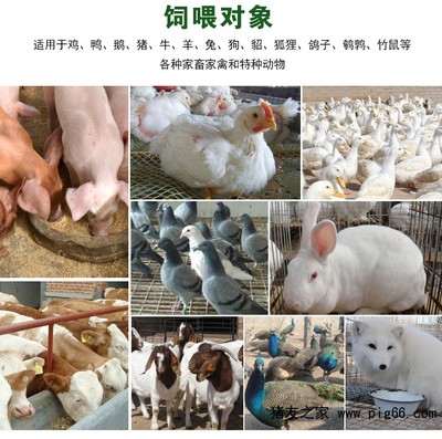 猪与家禽增肥用药的批发价格分析与选用指南