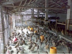 安徽六安珍珠鸡、山鸡、贵妃鸡养殖场指南与家禽养殖建议