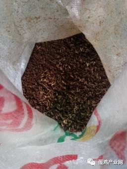 水产与蛋鸡的循环农业 鸡粪养水虻，水虻喂鱼，鱼塘净空气的生态养殖新模式