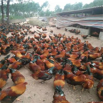 广西清远麻鸡苗与市场行情解析 以鸣盛为例看家禽养殖业发展