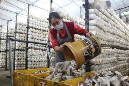 广西力推特种养殖转型与农产品销售 家禽养殖业迎来发展新机