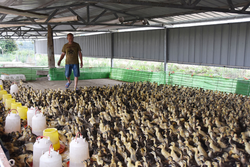 河南省镇平县王岗乡 家禽养殖铺就增收致富路