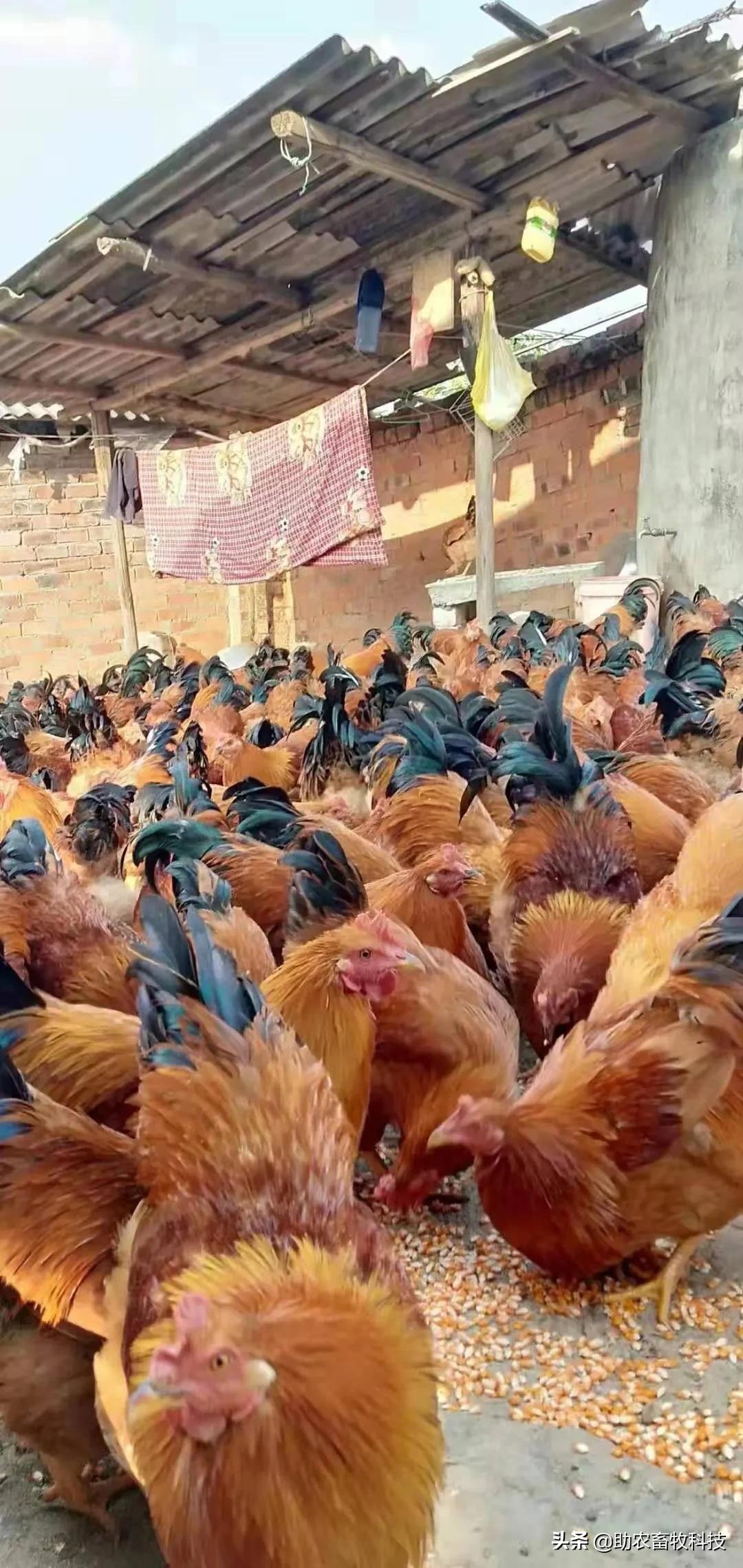 豆渣养牛 变废为宝的营养策略与高效利用指南