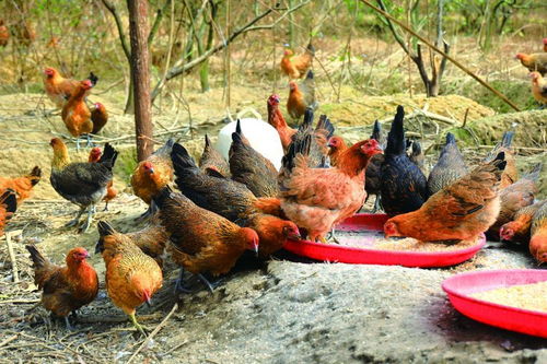 从“战时农都”到“新型农业”的华彩乐章——家禽养殖业的传承与革新