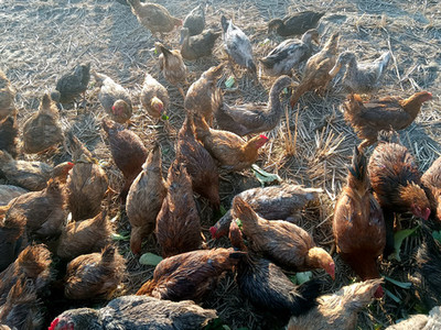 家禽养殖中的母鸡 管理、产蛋与健康养护