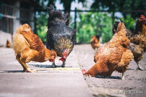 老兽医分享 五种驱除家禽体表寄生虫的中药草，养鸡人必看