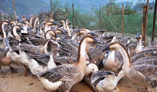 鹅价高企，养鹅真的赚钱吗？——深度解析家禽养殖中的“鹅”利市场