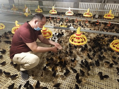 禽鸣富农，振兴乡村——家禽养殖助力农民增收致富