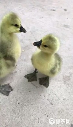 狮头鹅苗的养殖要点与市场前景