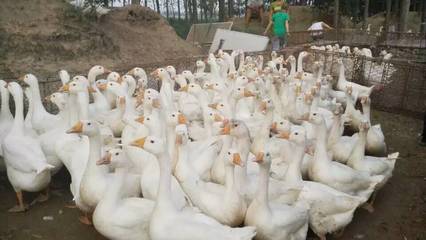 禽病的综合预防措施——家禽养殖技术指导