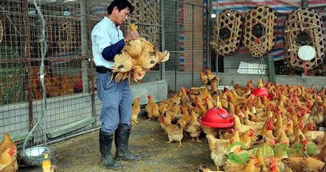 国内主要家禽批发市场分布概况