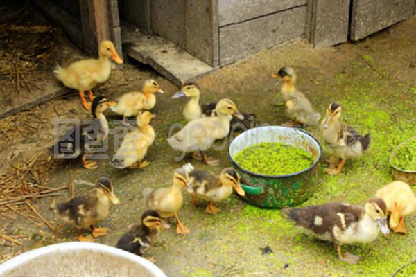 家禽的温情 小鸭子的成长与关爱