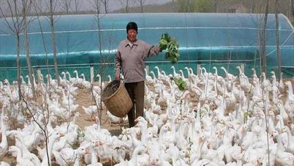 家禽养殖 助力农民增收致富的绿色产业