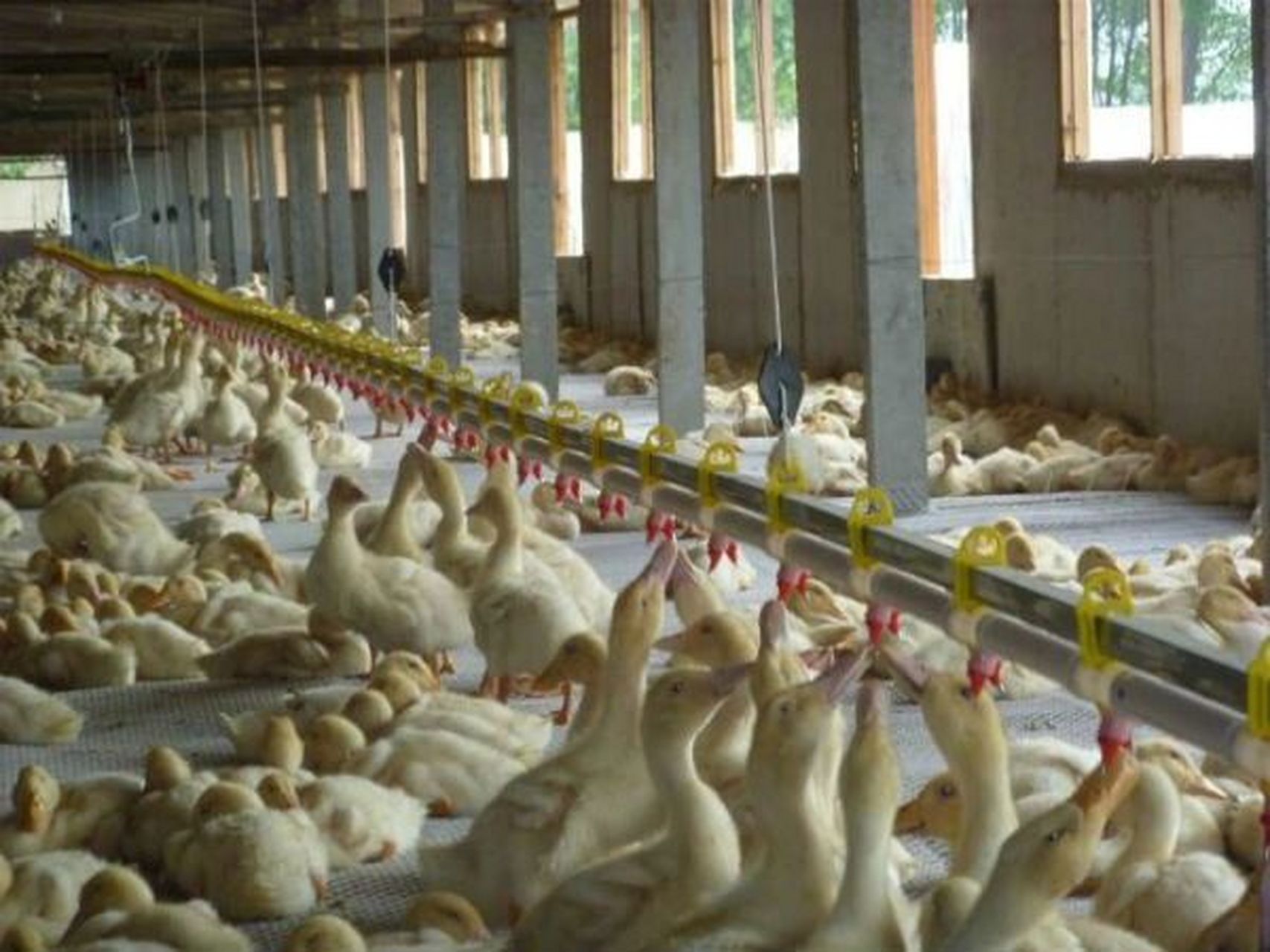 肉鸭养殖 农村家禽产业的重要支柱