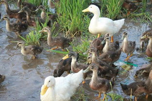 养殖过上幸福日，小家禽做出大文章