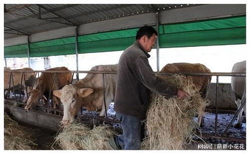 棉副产品在家禽养殖中缓解饲草料资源短缺的应用策略