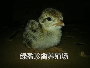 新会区会城绿盈家禽养殖场 现代化家禽养殖的新典范