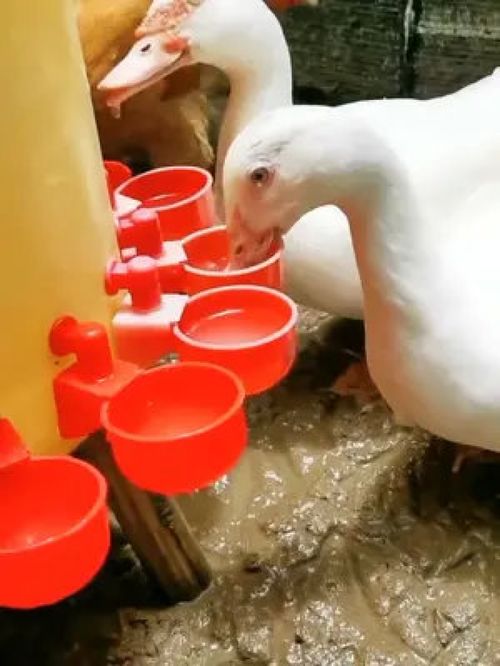 家禽养殖省时省力的必备神器 自动喂鸡器